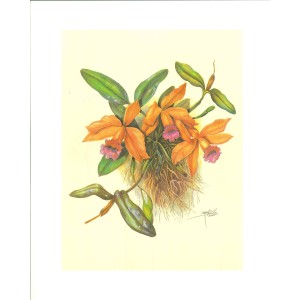 10 LAMINAS FLORES PÁJAROS Y MARIPOSAS